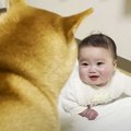 赤ちゃんが犬を見る…