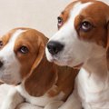 同じ家庭の犬同士の…