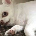 寝ている間にペロペ…