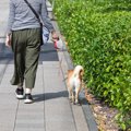 犬の『散歩中あるあ…