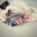 犬が『疲れ果ててし…