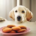 犬に『人の食べ物』…