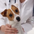 犬から人にうつる『…