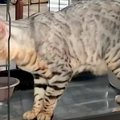 猫がお水を飲んでい…