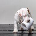 犬のトイレの置き場…