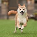 犬の飼い主がドッグ…