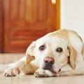 犬が飼い主を心配し…