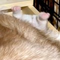 母犬に挟まれ『おし…