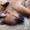 野良犬支援をもう一…