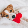 犬の抜け毛を活用し…