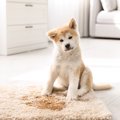 なぜ犬は『うれしょ…