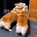 お兄ちゃんが帰って…