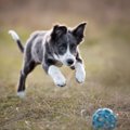 犬のおもちゃは青色…