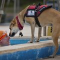 介助犬の基礎知識
