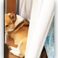 キツネに変身してし…