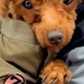 捨てられて、ひとり…