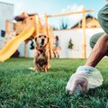 犬のウンチの間違っ…