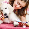犬に定期的にするべ…