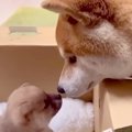 赤ちゃん犬の名前に…