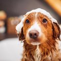 愛犬がなんだか臭う……