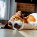 犬の大きさごとに必…