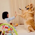 大型犬と女の子の様…