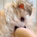 同棲中のカップルが…