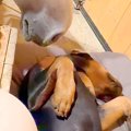 台風の夜、大型犬が…