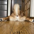 眼福です…っ！柴犬さ…