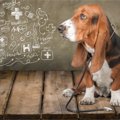 バベシア症とは？犬…