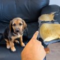犬が理解していない…