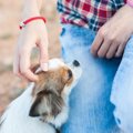 犬が飼い主に頭を押…
