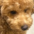 『鼻が長いから』と…