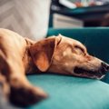 犬の睡眠時間は？昼…