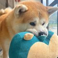 秋田犬がぬいぐるみ…