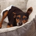 老犬介護で大変なこ…