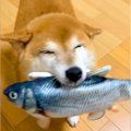 犬が『おやすみのお…