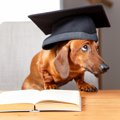 犬から学ぶ「人生に…