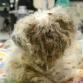 飼い主死亡で取り残…
