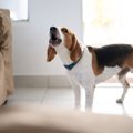 犬が早朝になると吠…