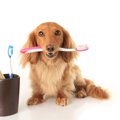 犬の歯が汚い原因と…