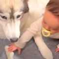 ハスキー犬が赤ちゃ…