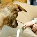 初めて赤ちゃんに近…
