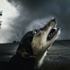 犬の無駄吠え、鳴き…