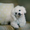 犬が『首をかしげる…