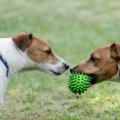 犬を多頭飼いしてい…