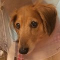 犬の血流障害　ダッ…