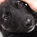 虐待され複数の骨折…