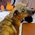 パパがいないことに…