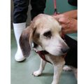 14歳のビーグル犬は…